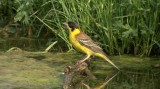 Video of Black-headed Bunting - Black-headed Bunting in very hot summer with water